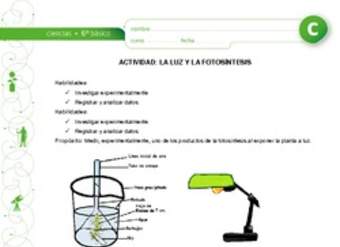 La luz y la fotosíntesis