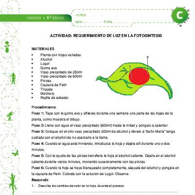 Requerimiento de luz en la fotosíntesis