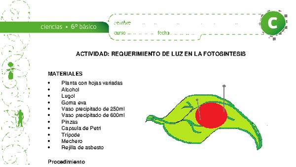 Requerimiento de luz en la fotosíntesis