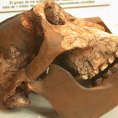 Cráneo Australopithecus