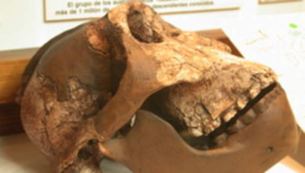 Cráneo Australopithecus