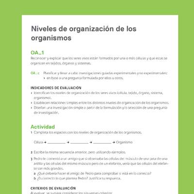 Ejemplo Evaluación Programas - OA01 - Niveles de organización de los organismos