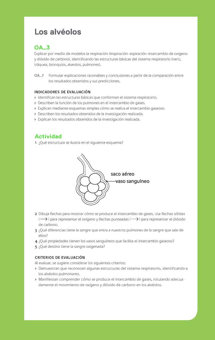 Ejemplo Evaluación Programas - OA03 - Los alvéolos