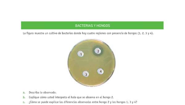 Evaluación Programas - CN07 OA06 - U3 - BACTERIAS Y HONGOS