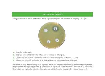 Evaluación Programas - CN07 OA06 - U3 - BACTERIAS Y HONGOS