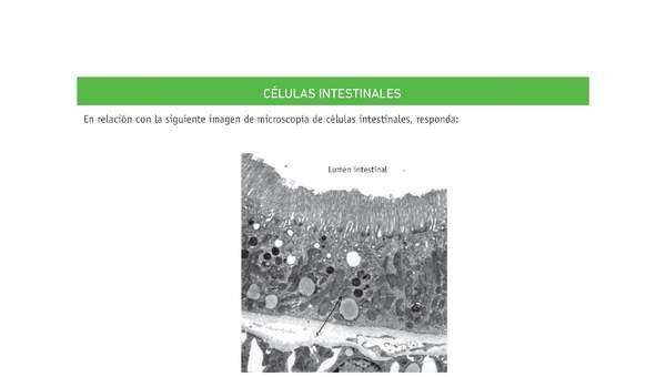 Evaluación Programas - CN08 OA02 - OA03 - U2 - CÉLULAS INTESTINALES