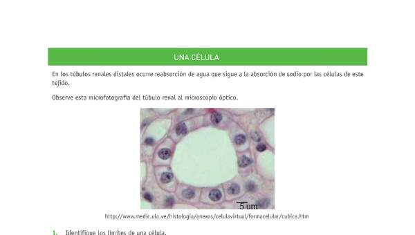 Evaluación Programas - CN08 OA02 - OA03 - U2 - UNA CÉLULA