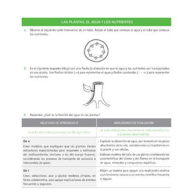 Evaluación Programas - CN08 OA04 - U2 - LAS PLANTAS, EL AGUA Y LOS NUTRIENTES