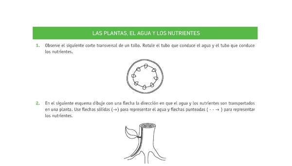 Evaluación Programas - CN08 OA04 - U2 - LAS PLANTAS, EL AGUA Y LOS NUTRIENTES