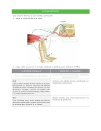 Evaluación Programas - CN2M - OA01 - U1 - SISTEMA NERVIOSO