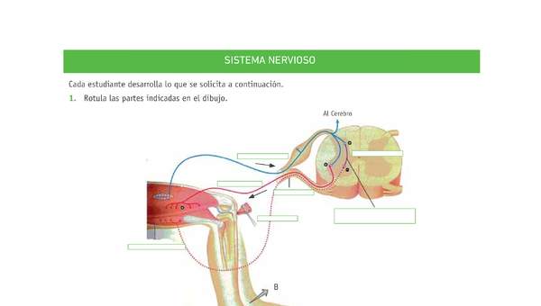 Evaluación Programas - CN2M - OA01 - U1 - SISTEMA NERVIOSO