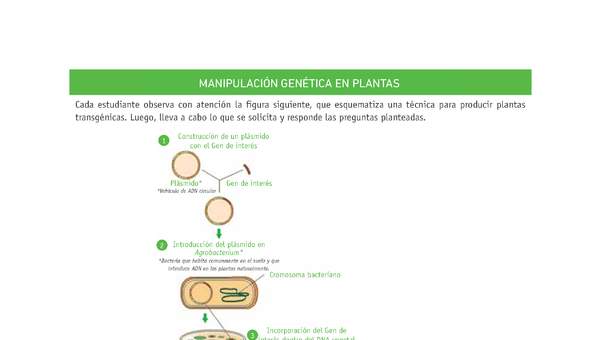 Evaluación Programas - CN2M - OA08 - U4 - MANIPULACIÓN GENÉTICA EN PLANTAS