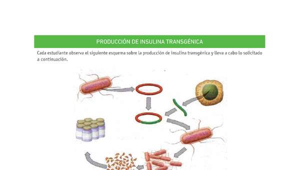 Evaluación Programas - CN2M - OA08 - U4 - PRODUCCIÓN DE INSULINA TRANSGÉNICA