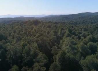 FacforenUACH. (10 may. 2019). Bosque Nativo: Manejo en Llancahue, sur de Chile