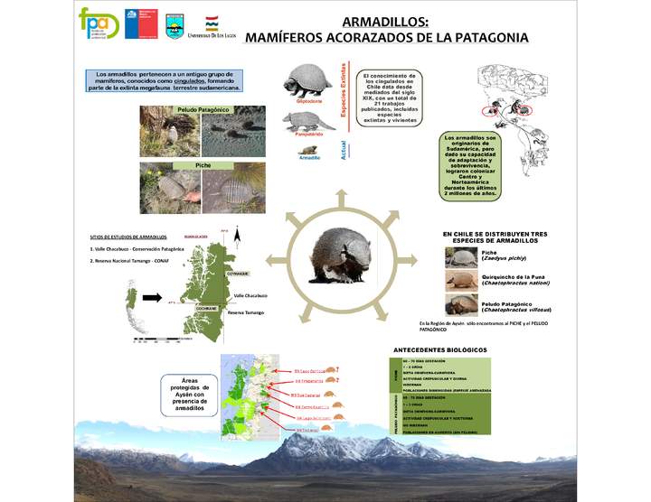 Afiche armadillos de la Patagonia