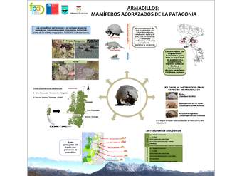 Afiche armadillos de la Patagonia