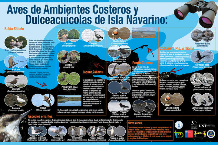 Afiche aves Isla Navarino