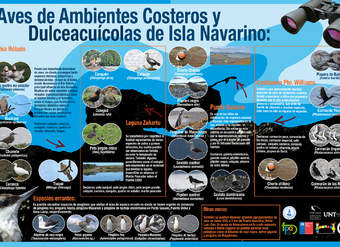 Afiche aves Isla Navarino