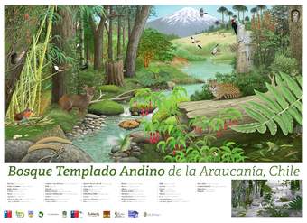 Afiche Bosque Templado Andino de la Araucanía