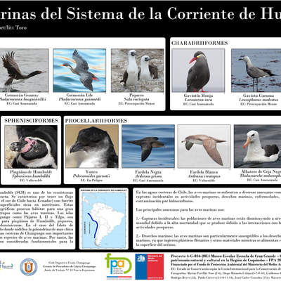 Afiche aves marinas Humboldt