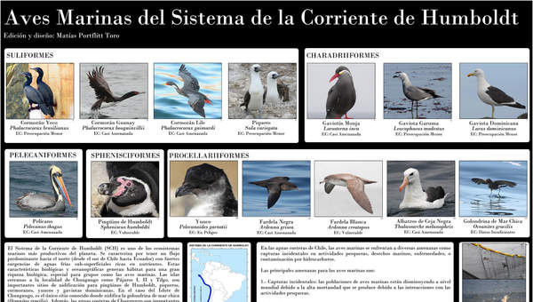 Afiche aves marinas Humboldt