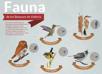 Afiche fauna de bosques de Valdivia