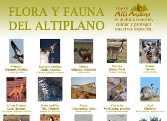 Flora y fauna del altiplano