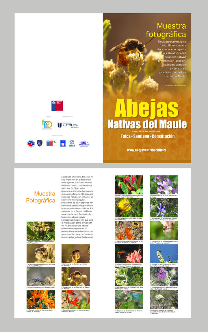 Díptico abejas nativas Maule