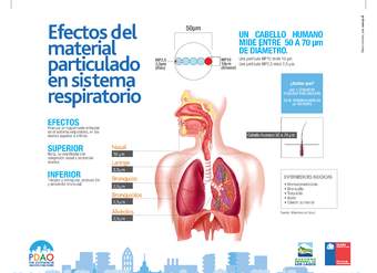 Infografía efectos MP en sistema respiratorio