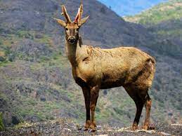 Huemul