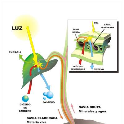 Fotosíntesis en hojas rotuladas