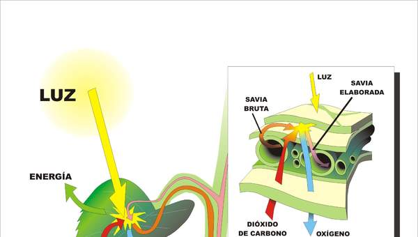 Fotosíntesis en hojas rotuladas
