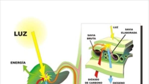 Fotosíntesis en hojas rotuladas