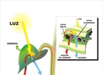 Fotosíntesis en hojas rotuladas