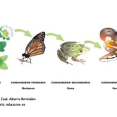 Cadena alimenticia rotulada