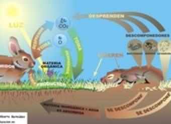 Flujo de materia relaciones tróficas