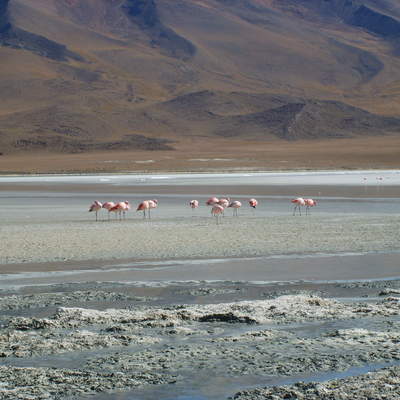 Imagen del altiplano en Chile