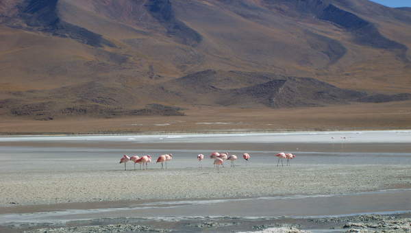 Imagen del altiplano en Chile