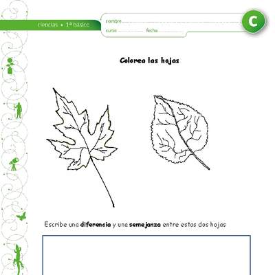 Colorea las hojas