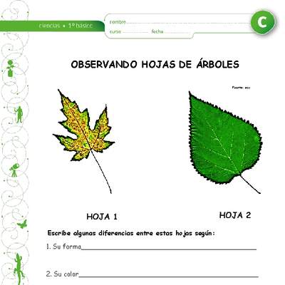 Observación de hojas