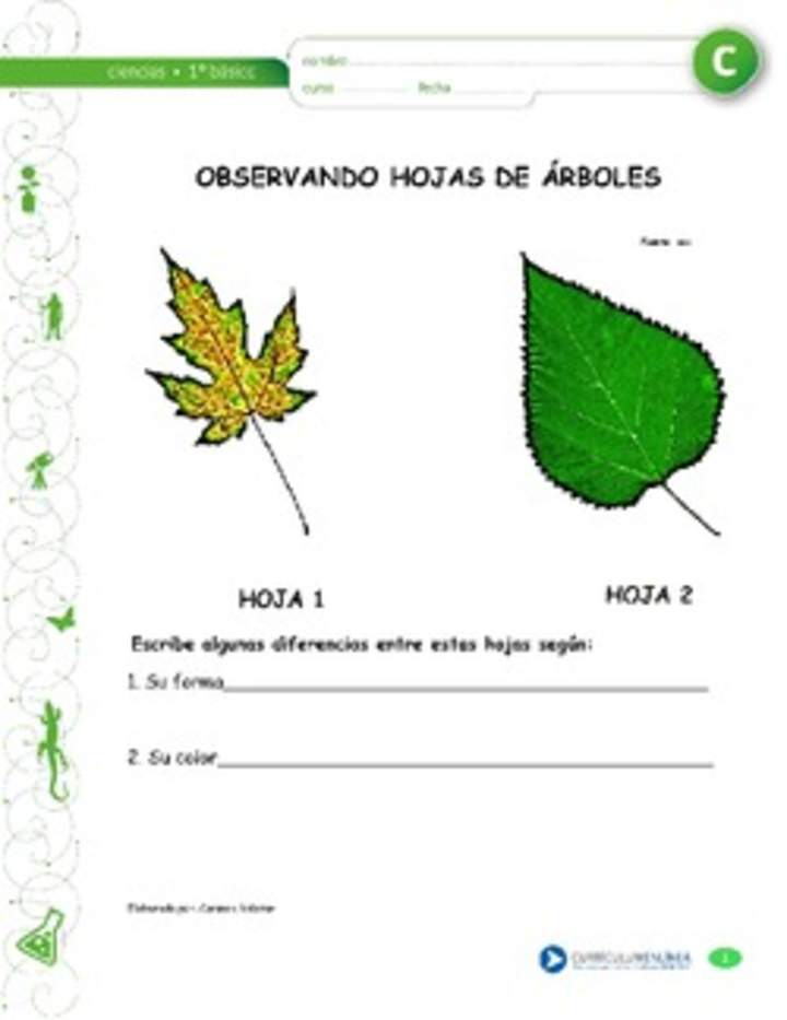 Observación de hojas