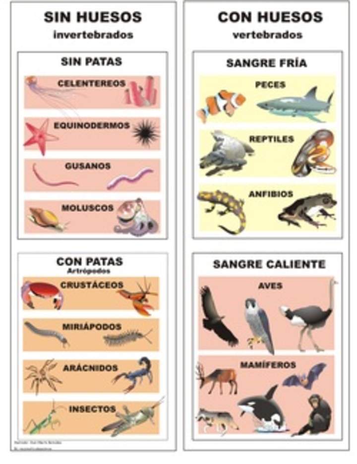 Clasificación de animales