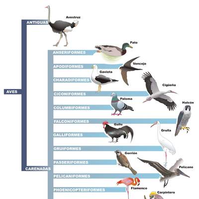 Clasificación de aves