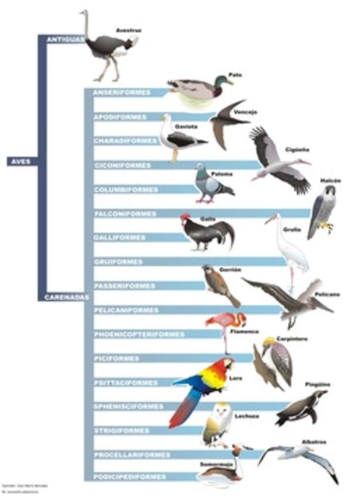 Clasificación de aves