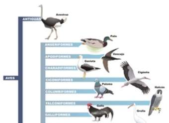 Clasificación de aves