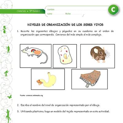 Niveles de organización de los seres vivos