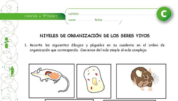 Niveles de organización de los seres vivos