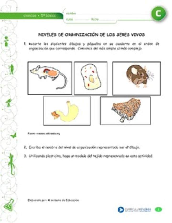 Niveles de organización de los seres vivos