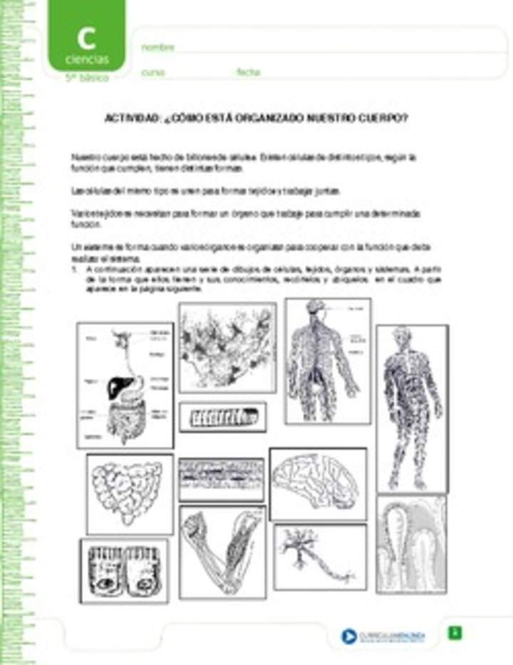 ¿Cómo está organizado nuestro cuerpo?