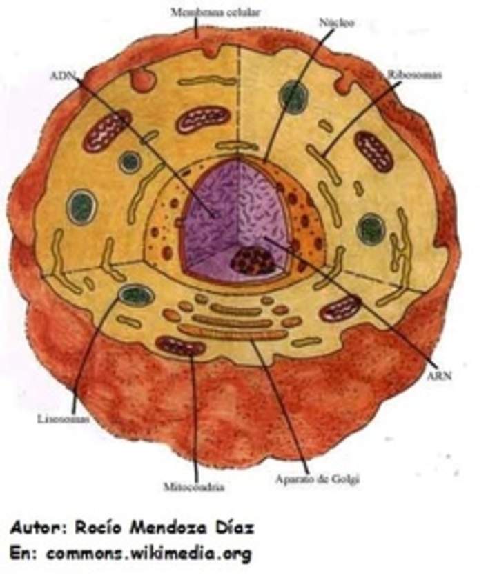 Célula animal rotulada